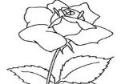 盛开的玫瑰花简笔画画法_怎么画盛开的玫瑰花