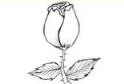 含苞待放的玫瑰花简笔画画法_怎么画含苞待放的玫瑰花