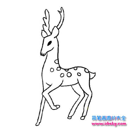 幼儿动物简笔画图片：鹿