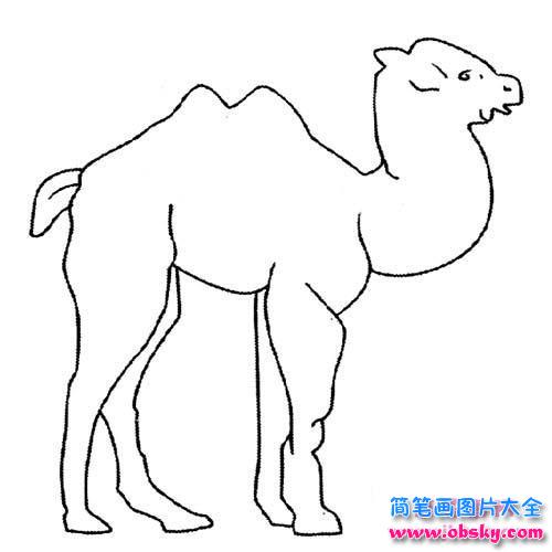 儿童简笔画大全：骆驼