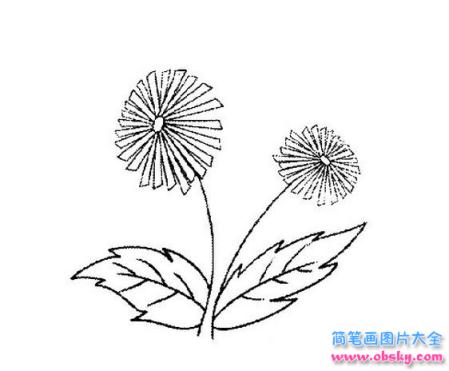 简笔画美丽的雏菊的具体画法步骤图片教程