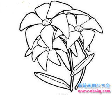 简笔画美丽动人的百合花的具体画法步骤图片教程