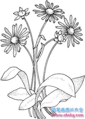 简笔画美丽的菊花的具体画法步骤图片教程