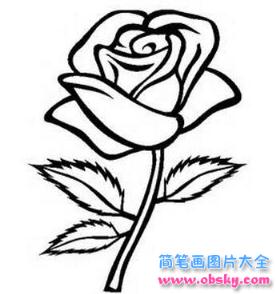 简笔画美丽的玫瑰花的具体画法步骤图片教程