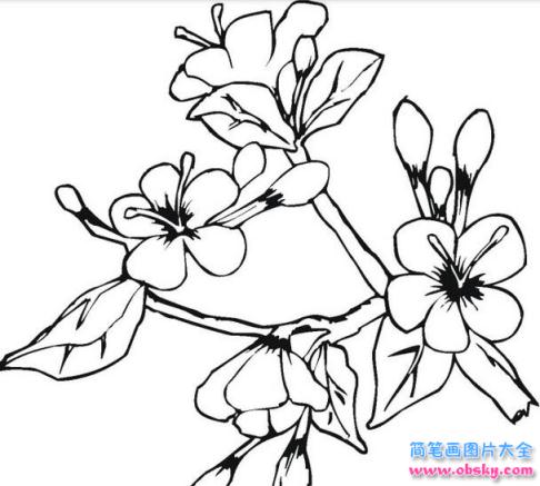 简笔画桃花朵朵开的具体画法步骤图片教程