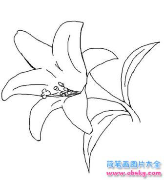 简笔画淡雅的百合花的具体画法步骤图片教程