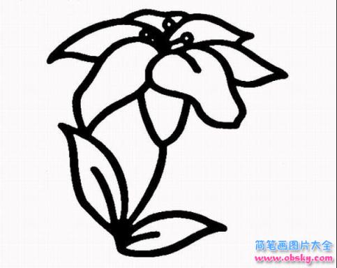 简笔画盛开的百合花的具体画法步骤图片教程