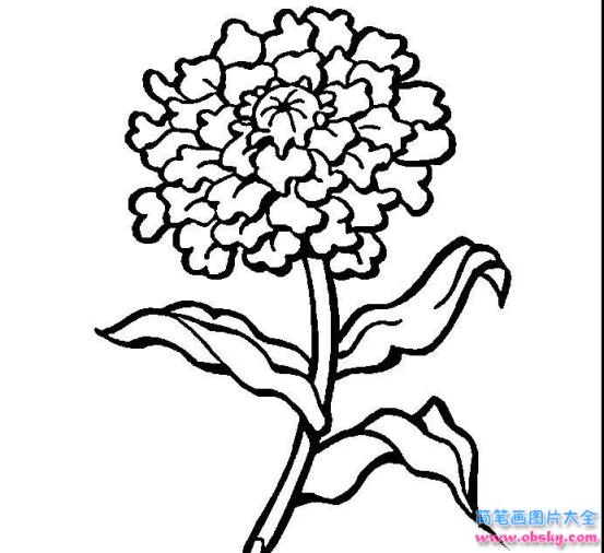 简笔画菊花开了的具体画法步骤图片教程