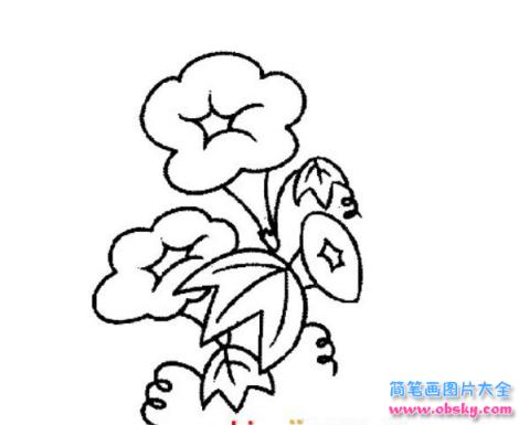 简笔画美丽的牵牛花的具体画法步骤图片教程