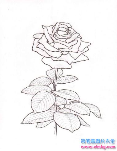 简笔画大马士革玫瑰的具体画法步骤图片教程