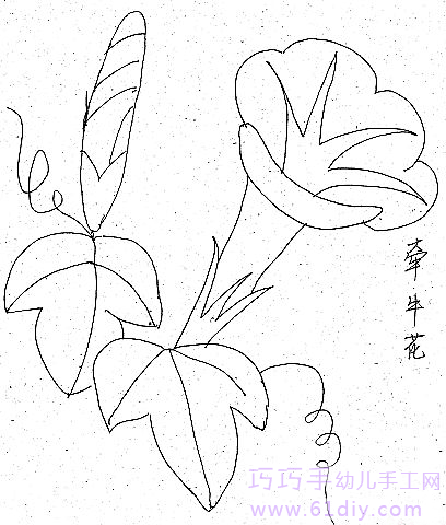 简笔画牵牛花的具体画法步骤图片教程