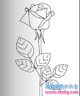 简笔画一束玫瑰花的具体画法步骤图片教程
