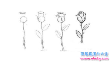 简笔画含苞待放的玫瑰花的具体画法步骤图片教程