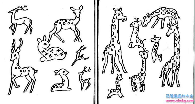 简笔画梅花鹿和长颈鹿的具体画法步骤图片教程