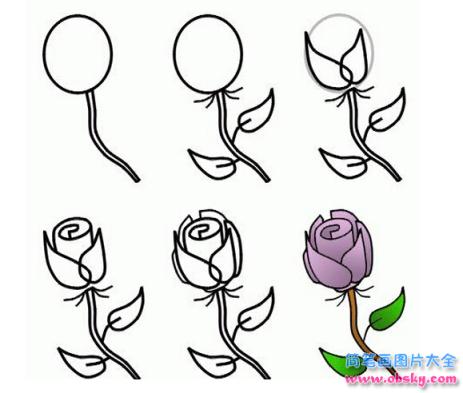 简笔画妖娆的紫色玫瑰的具体画法步骤图片教程