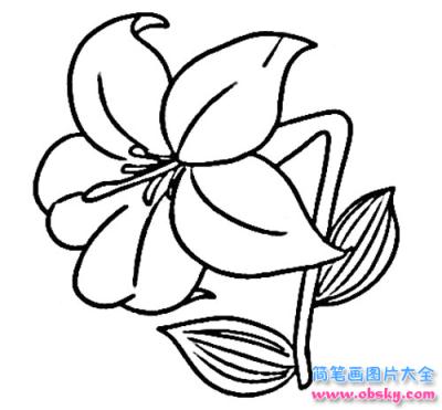 简笔画清新淡雅小百合的具体画法步骤图片教程