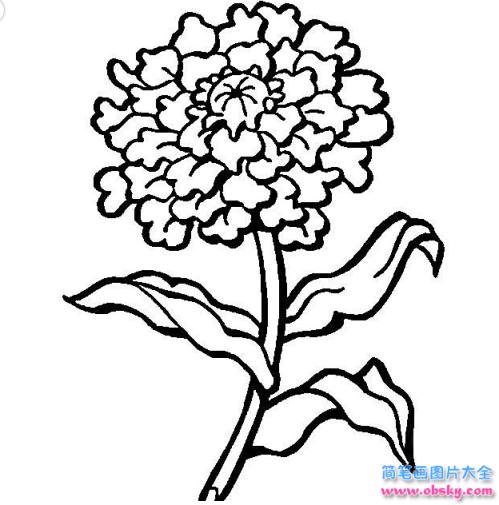简笔画盛开的菊花的具体画法步骤图片教程