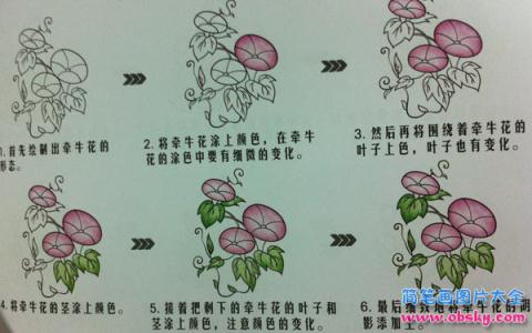 简笔画朝气蓬勃的牵牛花的具体画法步骤图片教程