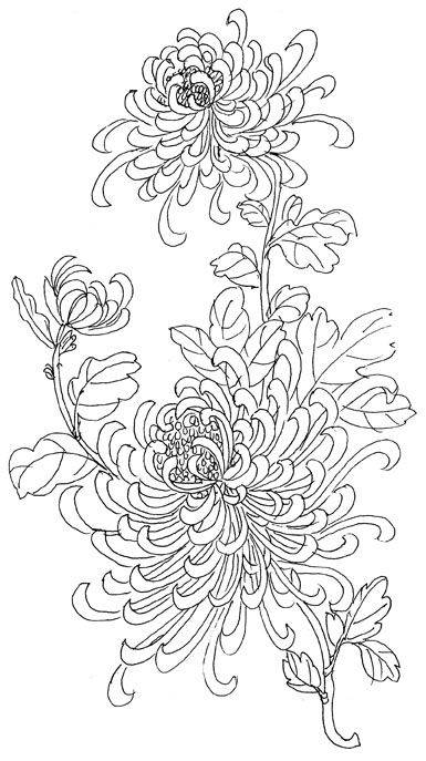 简笔画菊花的具体画法步骤图片教程