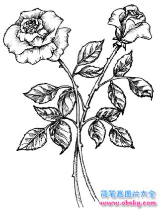 简笔画一枝玫瑰花的具体画法步骤图片教程