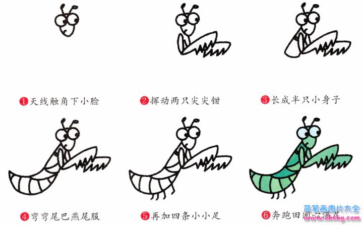 简笔画螳螂的具体步骤图示