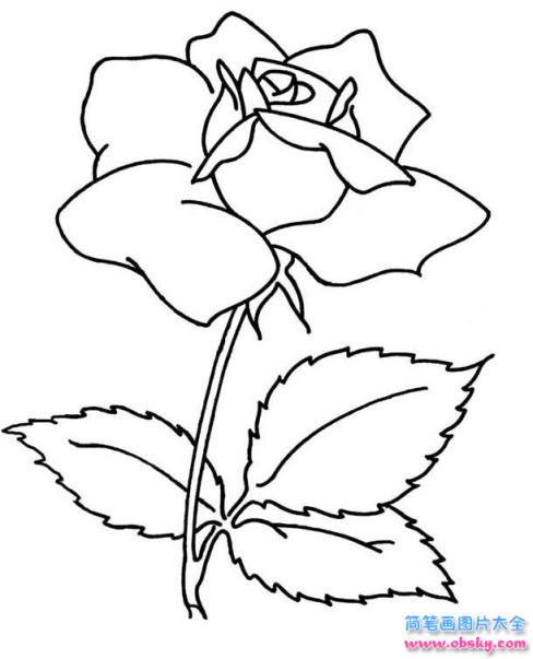 简笔画盛开的玫瑰花的具体画法步骤图片教程