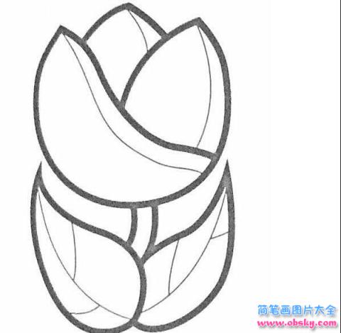 简笔画盛开的郁金香的具体画法步骤图片教程