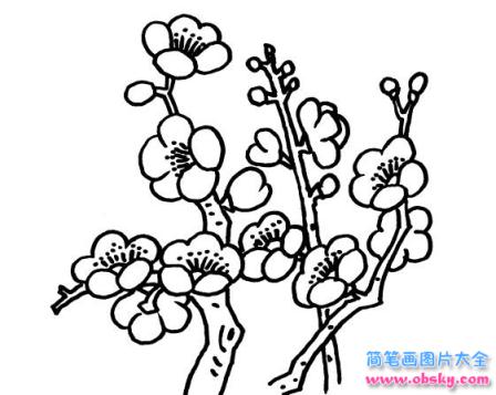 简笔画冬天里的花儿的具体画法步骤图片教程