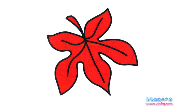 彩色简笔画枫叶的图片教程