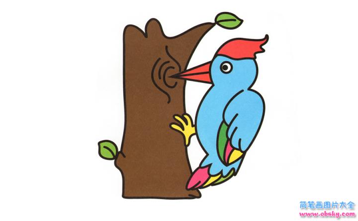彩色简笔画啄木鸟的图片教程