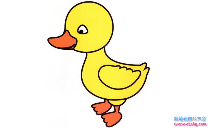 彩色简笔画鸭子的图片教程