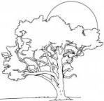 如何画风景：落日余晖下的大树简笔画