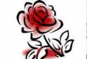 美丽的玫瑰花简笔画画法_怎么画美丽的玫瑰花
