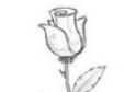 含苞待放的玫瑰花简笔画画法_怎么画含苞待放的玫瑰花