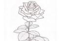 大马士革玫瑰简笔画画法_怎么画大马士革玫瑰