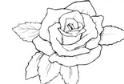 漂亮的玫瑰花瓣简笔画画法_怎么画漂亮的玫瑰花瓣