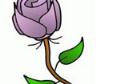 妖娆的紫色玫瑰简笔画画法_怎么画妖娆的紫色玫瑰
