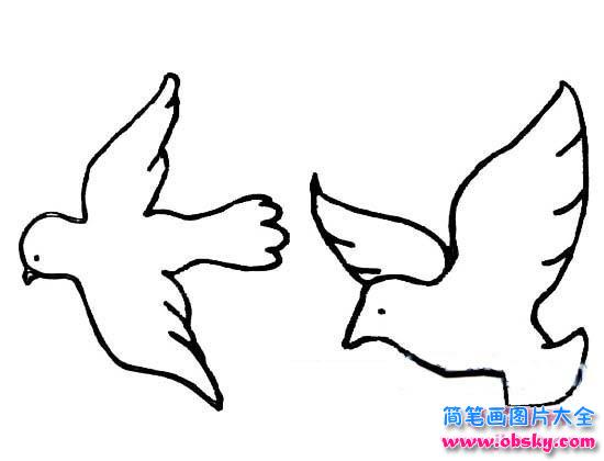 放飞的和平鸽简笔画大全