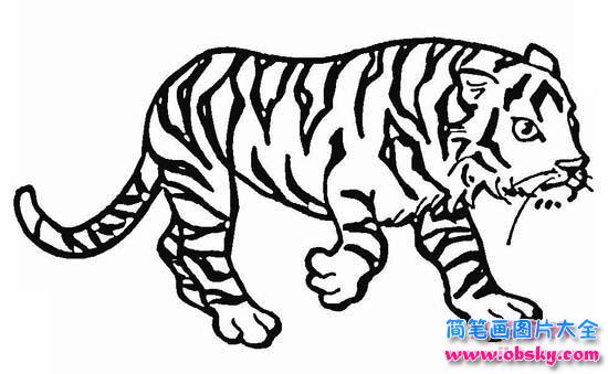 霸气行走的老虎简笔画图片大全