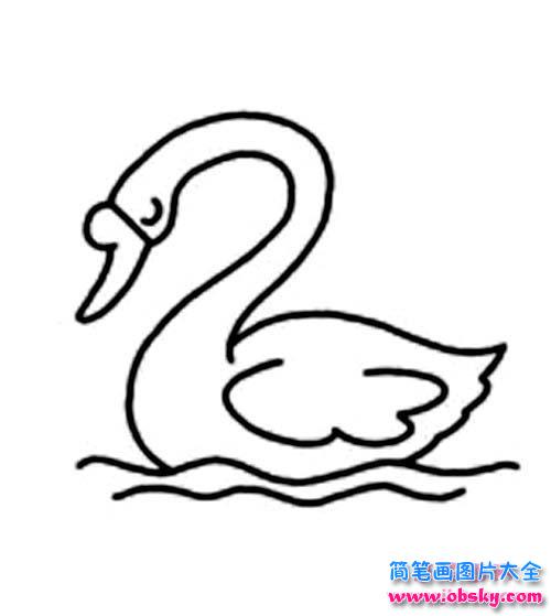 水中的天鹅简笔画