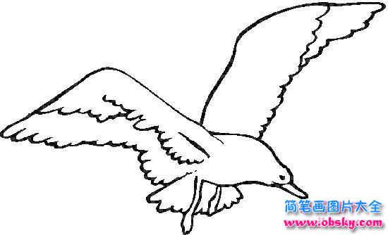 幼儿海鸥简笔画图片
