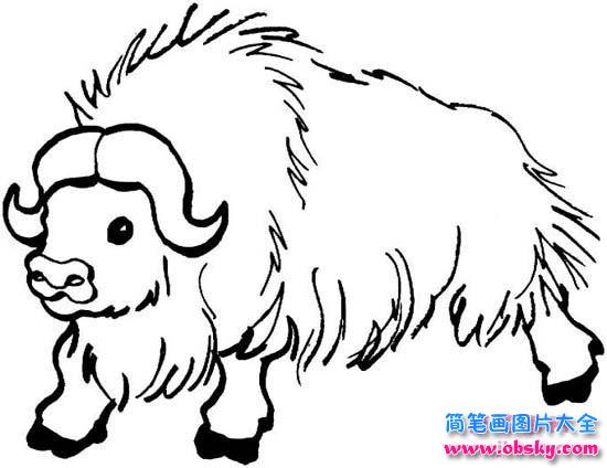野牦牛简笔画图片