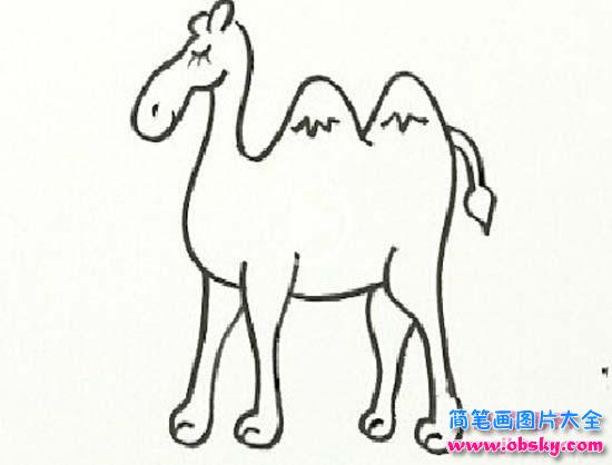 少儿动物简笔画:骆驼