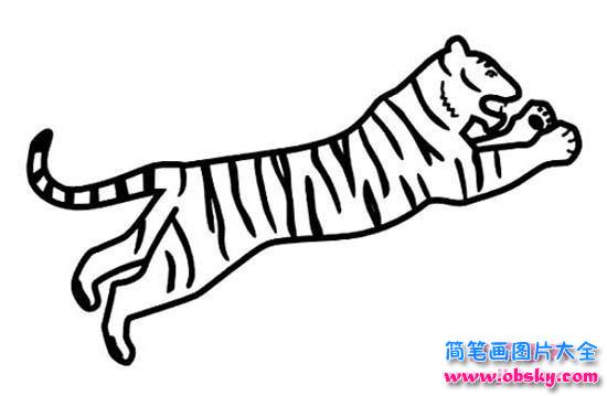 小学生老虎简笔画图片：扑食的老虎