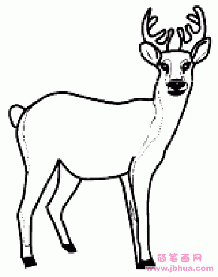 关于鹿的简笔画图片