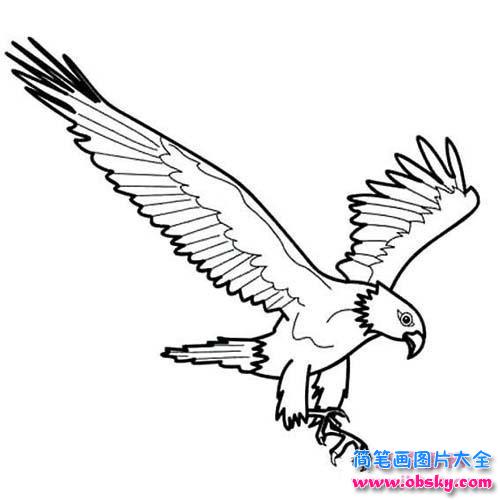 老鹰展翅简笔画图片大全