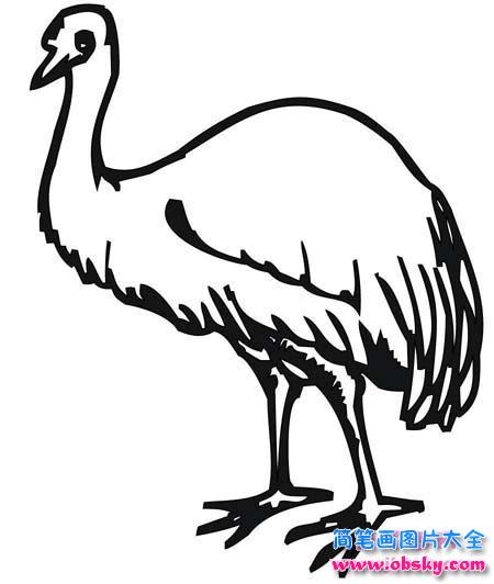 小学生大鸵鸟简笔画图片