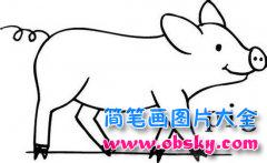 动物简笔画：猪