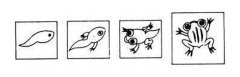 关于小蝌蚪生长演变成青蛙的过程图简笔画大全