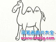 少儿动物简笔画:骆驼